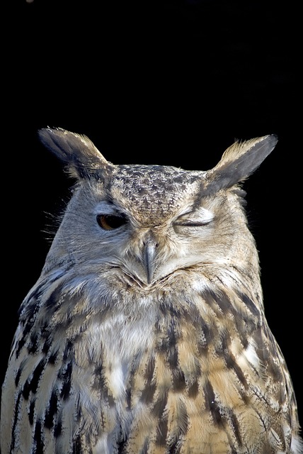 owl-1793119_640