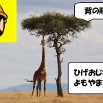 statue 身長giraffe-2191662_1280