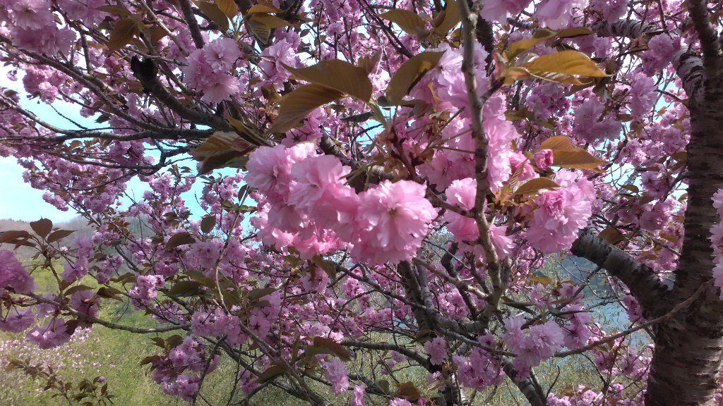 八重桜。アップ