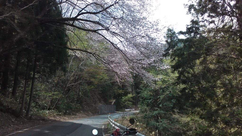 桜。小童谷