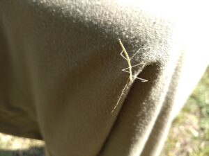 stick insect ナナフシ子ども2025-05-01
