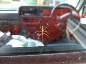 ナナフシ。子ども