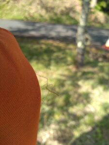 stick insect ナナフシ子ども4　2025-05-01