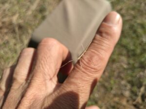 stick insect ナナフシ子ども2　2025-05-01