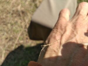 stick insect ナナフシ子ども3　2025-05-01