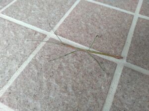 stick insect2