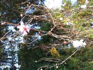 sikizakura 四季桜。紅白