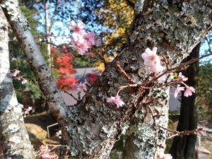 sikizakura 四季桜。紅葉