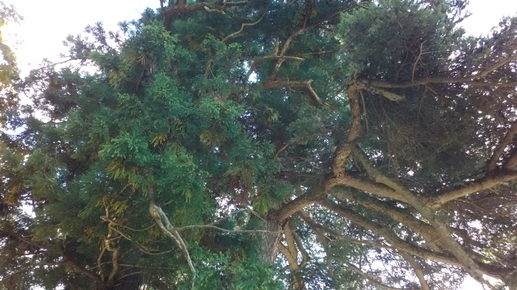縁結びの木。樹上