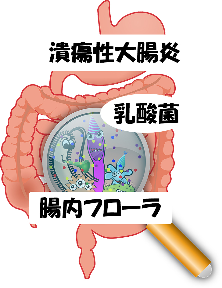 colon-乳酸菌