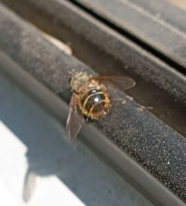 yadori ヤドリバエ2　2026-04-04