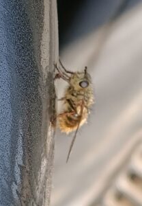 yadori ヤドリバエ3　2026-04-04