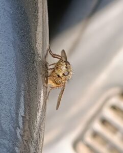 yadori ヤドリバエ4　2026-04-04