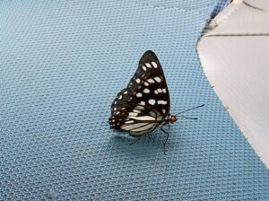 butterfly ゴマダラチョウ。ミネラル補給2026-07-18