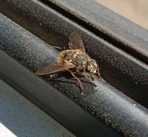 yadori ヤドリバエ2026-04-04