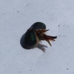 horsefly アブ。口2025-09-27