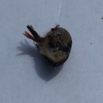 horsefly アブ。口2　2025-09-27