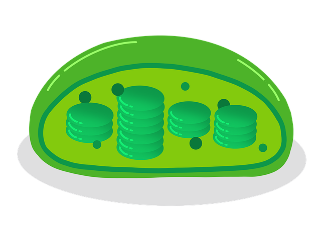 chloroplasts-g286bd65ab_640