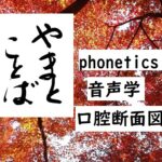 phonetics 音声学