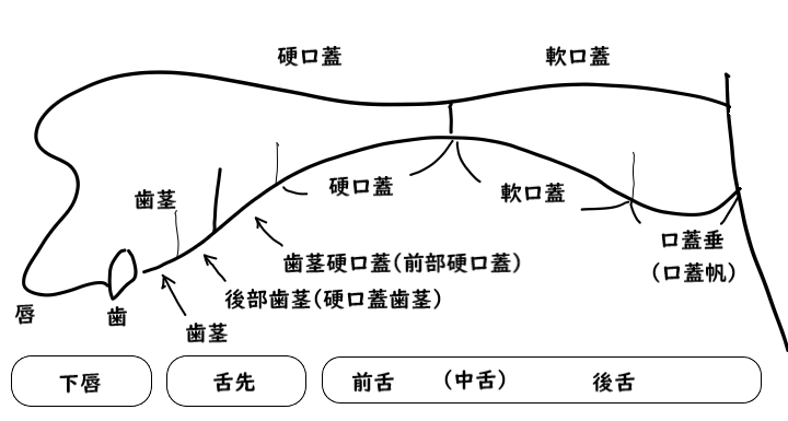oral cross section 口腔断面図。日本語2