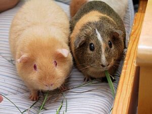 375px-Two_adult_Guinea_Pigs_(Cavia_porcellus)モルモット