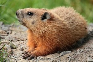 Marmota_monax_UL_04 groundhog