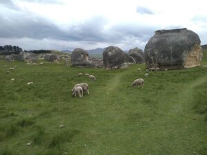 elephant rocks sheep