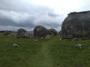 elphant rocks sheep 2