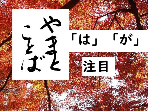 wa ga focus 注目の「が」2025-08-27