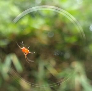 spider 赤2025-09-27