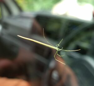 spider オナガグモ6　2025-09-27