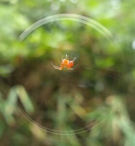 spider 赤2025-09-27-3