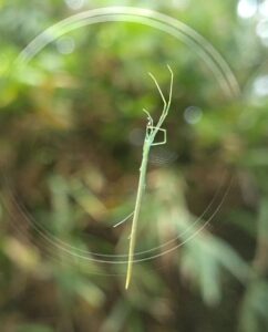 spider オナガグモ2　2025-09-27