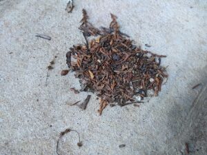 anthill 蟻塚2025-07-24