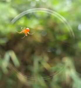 spider 赤2025-09-27-2