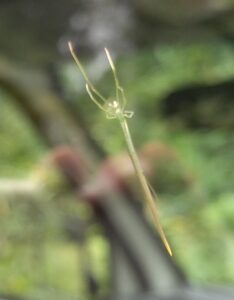 spider オナガグモ5　2025-09-27