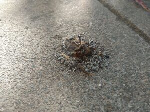 anthill horsefly　蟻塚。アブ2025-09-27