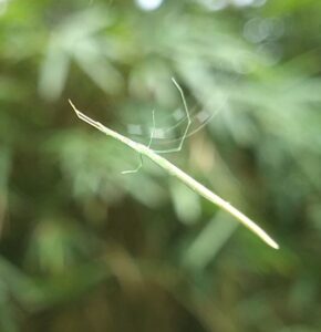 spider オナガグモ4　2025-09-27