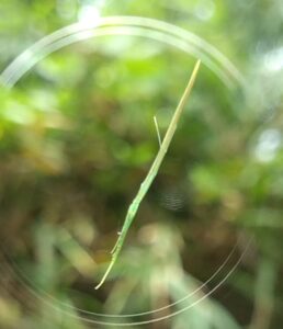 spider オナガグモ3　2025-09-27