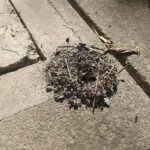 anthill 蟻塚2　2025-09-27