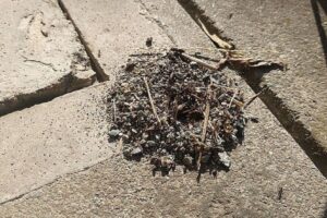 anthill 蟻塚2　2025-09-27