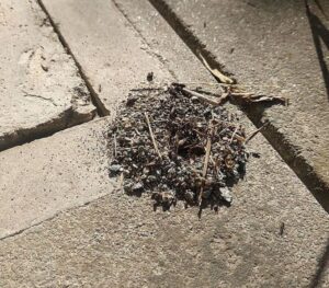 anthill 蟻塚2　2025-09-27