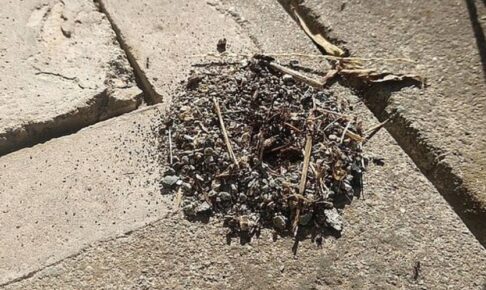 anthill 蟻塚2　2025-09-27