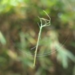 spider オナガグモ2025-09-27