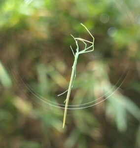 spider オナガグモ2025-09-27