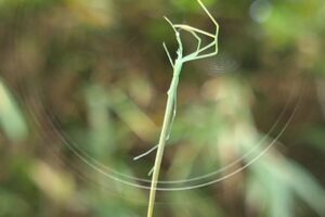 spider オナガグモ2025-09-27