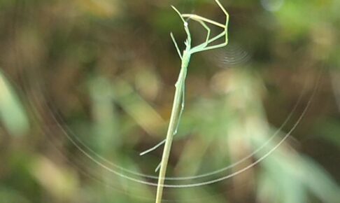 spider オナガグモ2025-09-27