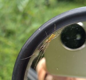 spider オナガグモ。茶色2025-09-27