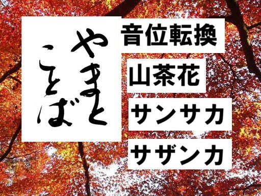 sazanka 山茶花2026-06-07
