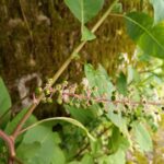 pokeweed2